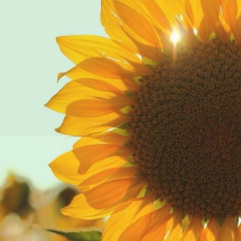 Meet your Posher, Pic